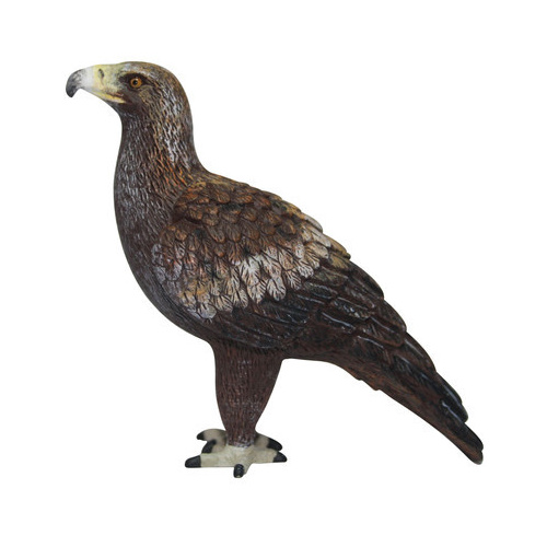 Science & Nature - Wedge-tailed Eagle