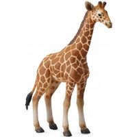 Wild Animals